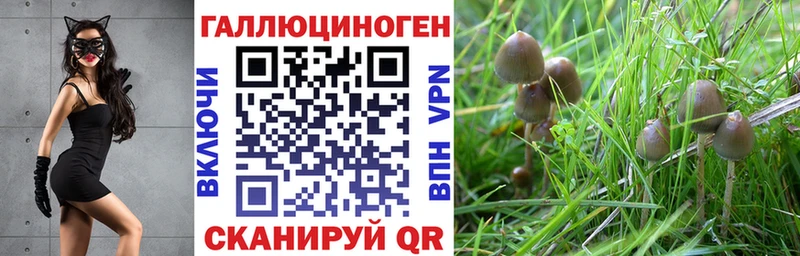 Псилоцибиновые грибы Psilocybe  продажа наркотиков  Калининец 